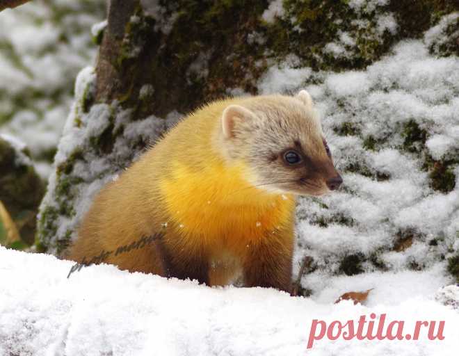 Mustelidae ☼ норки выдры хорьки | ВКонтакте