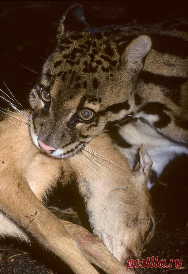 MCL019.jpg | Терри Уиттакер Фотография