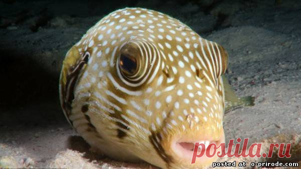 Красное море во всей красе – 13 фото - картинки - Фото мир природы