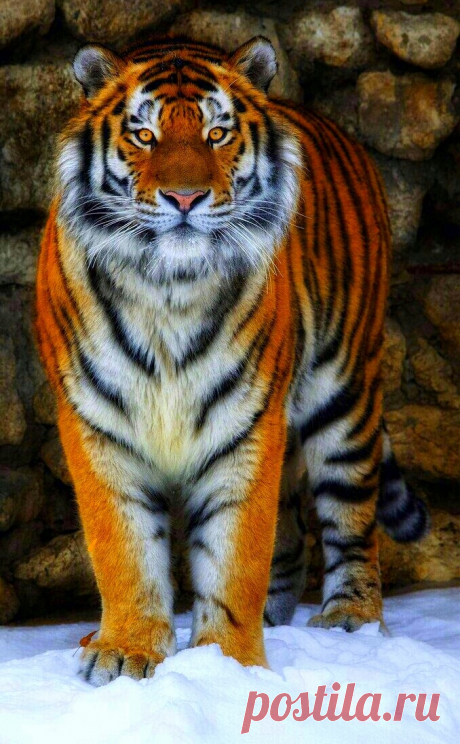 🐯