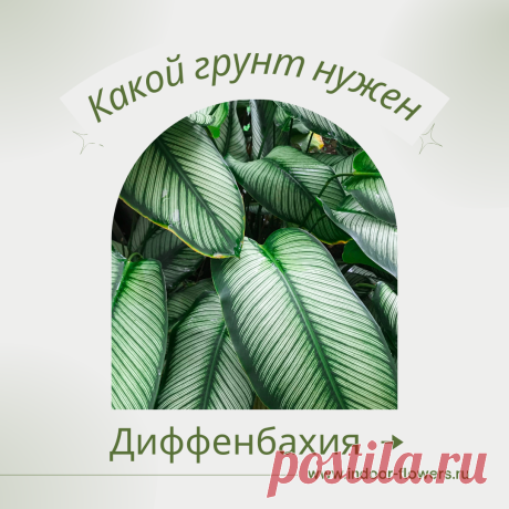 Диффенбахия. Какой грунт нужен? Интересуетесь Диффенбахия. Какой грунт нужен? ? Узнайте о разнообразных представителях этого вида, их уникальных особенностях и преимуществах. Получите полезные советы по уходу за Диффенбахия. Какой грунт нужен? в домашних условиях, включая требования к освещению, поливу, температуре и влажности.