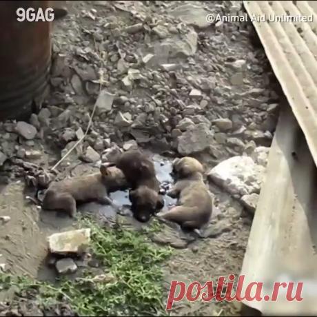 Михаил Емельянов on Twitter “Спасите щенка и вы приобретёте самую преданную любовь на свете. https://t.co/K3SheTooaL”
