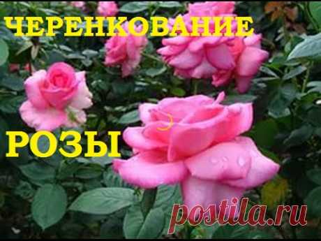 Черенкование роз. Как укоренить розу. &amp;#8212; 6 соток
