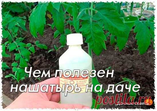 Чем полезен нашатырь на даче
1. От муравьев на кухне. 100 мл нашатырного спирта смешать с 1 л воды и протереть раствором полы и всю мебель, обязательно хорошенько проветрить. Непрошеные гости и носа в ваше жилище больше не сунут.
2. От тли в саду. 2 ст. ложки нашатырного спирта развести в 1 ведре воды, добавить 1 ст. ложку стирального порошка или шампуня (чтобы раствор лучше прилипал к веткам) и обработать растения.
3. От луковой и морковной мухи. Эти вредители способны уничтожить весь урожай ре
