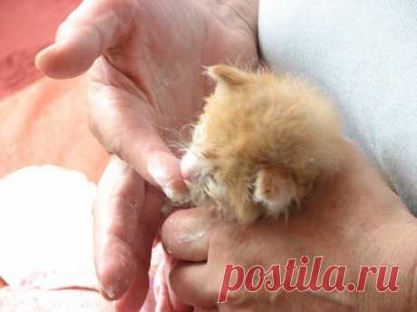 Дали в ларьке вместо сдачи | Все о наших питомцах