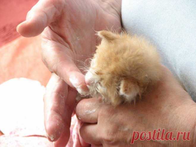 Дали в ларьке вместо сдачи | Все о наших питомцах