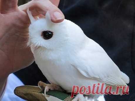 Одноклассники