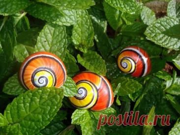 Полимиты &amp;mdash; раскрашенные улитки