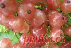 Смородина Голландская розовая