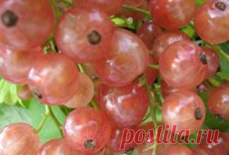 Смородина Голландская розовая