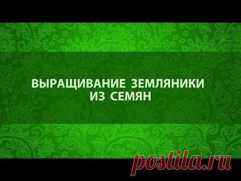 Выращивание земляники из семян.