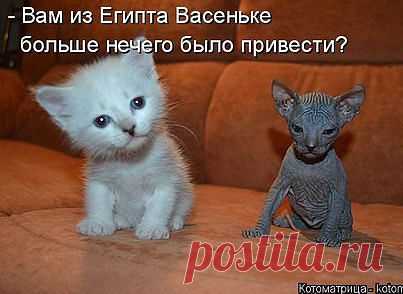 Хи-хи-хи...ржака!
Александр Невский