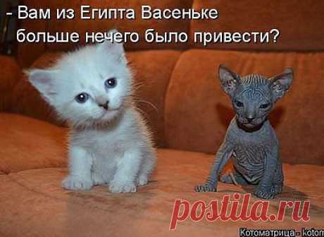 Хи-хи-хи...ржака!
Александр Невский