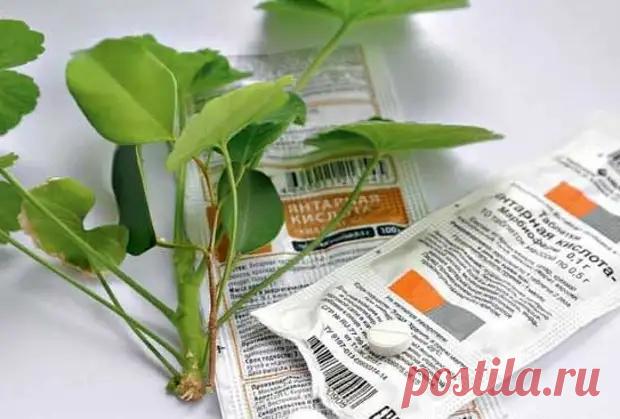 Это средство реанимирует даже самое безнадежное растение! - Дачный участок - медиаплатформа МирТесен