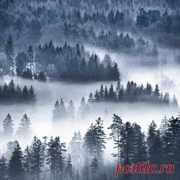 Туманный лес