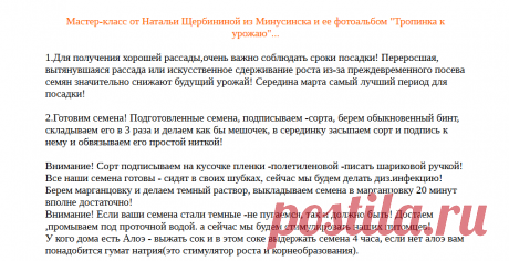 Выращивание томатов по методу Щербининой