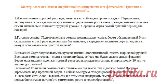 Выращивание томатов по методу Щербининой