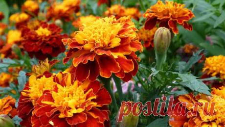 БАРХАТЦЫ НА ВЕС ЗОЛОТА
Сохраните, чтобы не потерять!
Цветут везде простые цветы, а цена им — золото!
Чернобрывцы — сильное лекарство, сушить нужно много, чтобы на весь год хватило!
Мало кто знает о лечебных свойствах чернобрывцев, или бархатцев. А ведь это растение обладает большой целебной силой.
Например, в народной медицине водный настой цветков чернобрывцев в древности применяли как мочегонное, потогонное и противоглистное средство.
Пили чай из бархатцев для лечения ди...