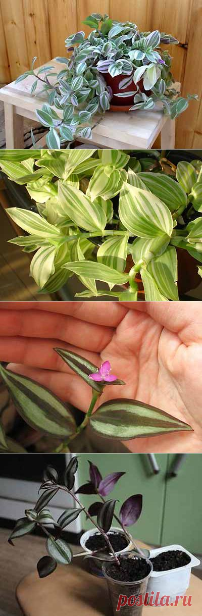 Выращивание и уход за традесканцией в домашних условиях | Мое подворье