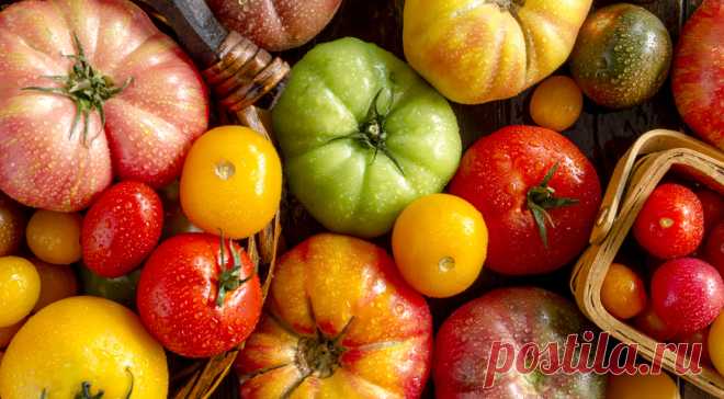 Дозаривание томатов на Supersadovnik.ru