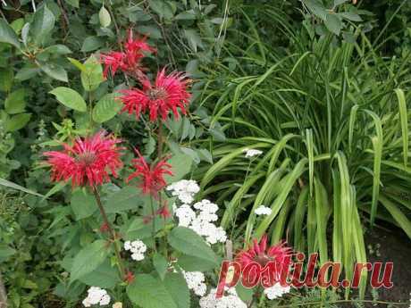 «Зверь» по имени бергамот - Bсе для людей!