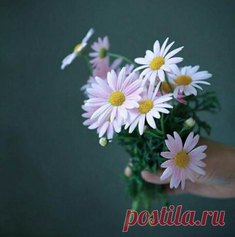 Дневник Galche
