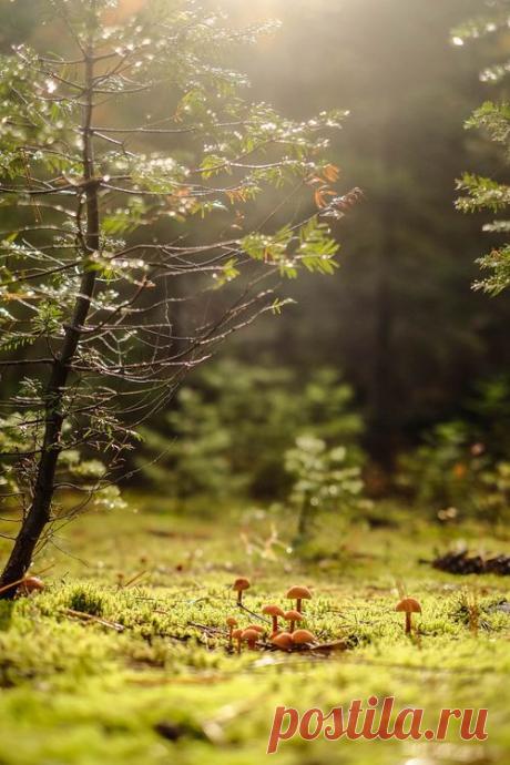 Найдено на сайте bellafayegarden.tumblr.com.