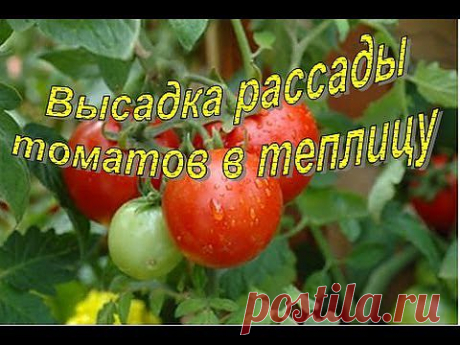 ▶ Посадка ТОМАТОВ в теплицу. Высокорослые сорта - YouTube