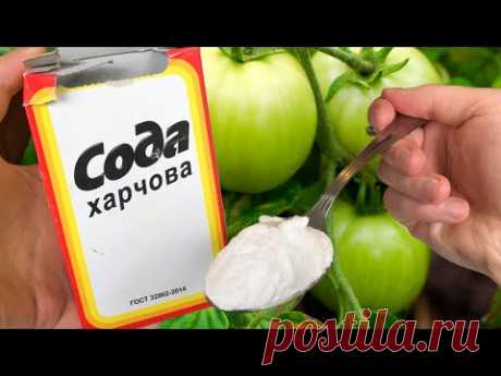 Фитофтора На Помидорах Погибнет Сразу! О ТАКОМ РЕЦЕПТЕ ВЫ ЕЩЕ НЕ СЛЫШАЛ