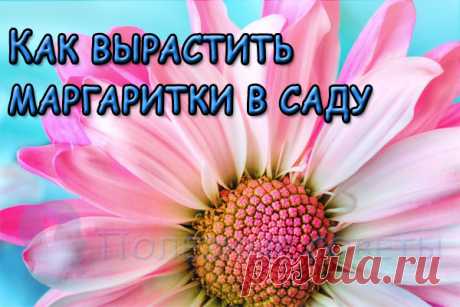 Как вырастить маргаритки в саду