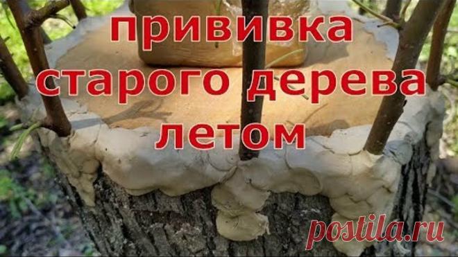 как привил старое плодовое дерево груша. pear grafting