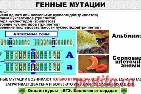 Очень важно различать генные, геномные и хромосомные мутации! Каждый год по ним бывают задания на сопоставление.