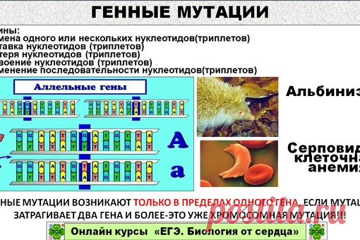 Очень важно различать генные, геномные и хромосомные мутации! Каждый год по ним бывают задания на сопоставление.