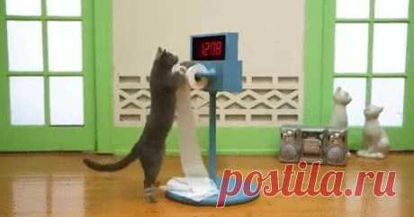 Самые смешные котики-спортсмены (фотоподборка) | Мягкие лапки, а в лапках царапки | Яндекс Дзен