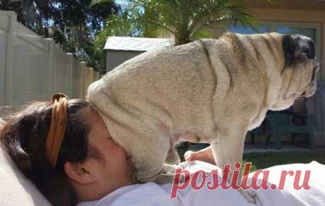 Питомцы, не знающие про стыд и совесть Знаете что такое «синдром маленькой собачки»? Это когда животное, ввиду несерьезных размеров, никто не воспринимает всерьез, не дрессирует, не обращает внимания — все равно вреда причинить не сможет.