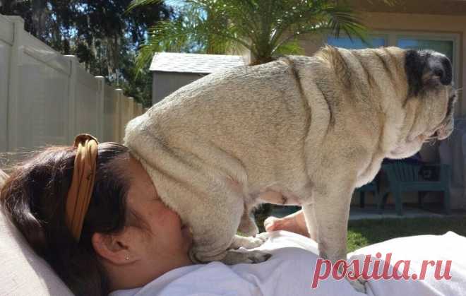 Питомцы, не знающие про стыд и совесть Знаете что такое «синдром маленькой собачки»? Это когда животное, ввиду несерьезных размеров, никто не воспринимает всерьез, не дрессирует, не обращает внимания — все равно вреда причинить не сможет.