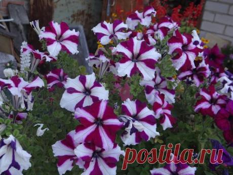 Одноклассники