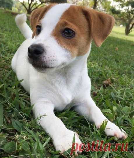 i love animals | Facebook