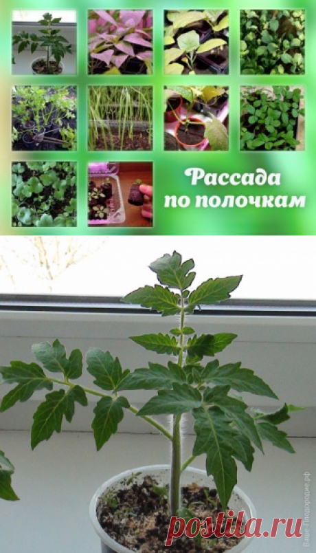 А рассчитать сроки посева семян совсем просто.