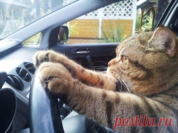 Блог Кота Моти.: 2016
Просыпайтесь, люди!!! Что происходит? Надо прекращать это блядство с вместоправозащитными убийцами. Любая мразь, которая помогает КАЗНИТЬ людей , идет получает бумашку что она правозащитник и блядь ужо не тронь...