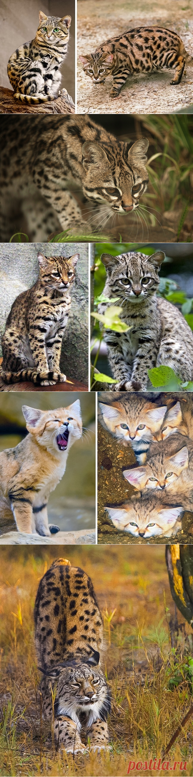 15 великолепных диких котов, о которых вы почти наверняка не слышали