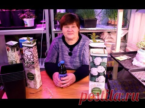Как Сохранить Саженцы До Высадки в Грунт.