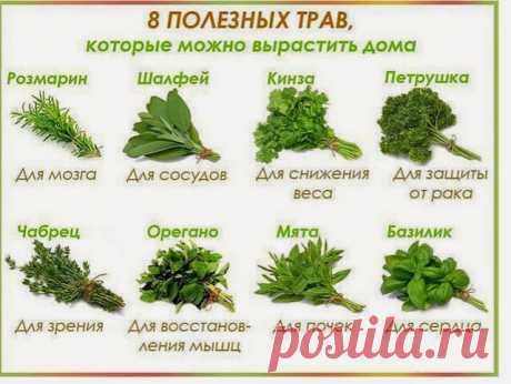 Зеленая еда —невероятная польза для вашего здоровья