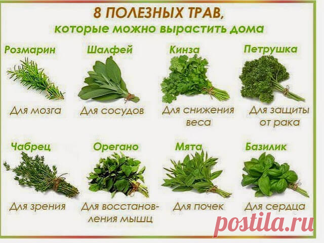 Зеленая еда —невероятная польза для вашего здоровья