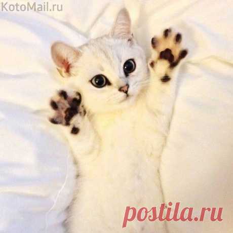 Нежное создание...