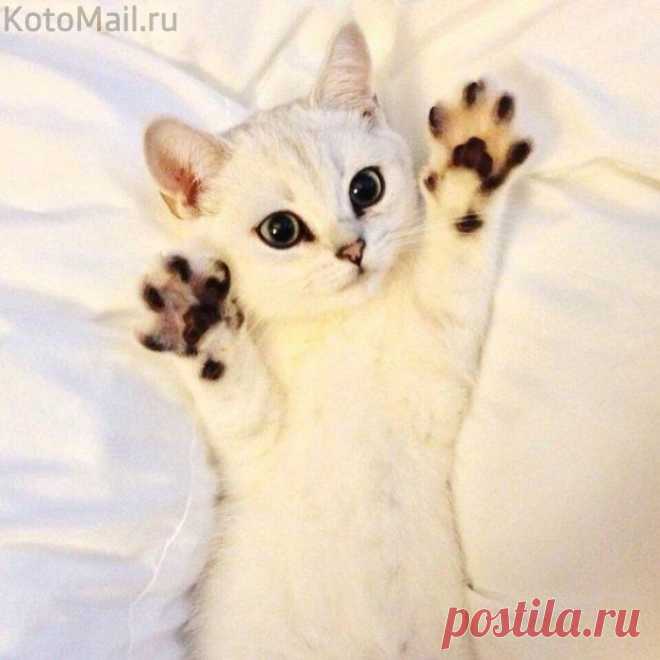 Нежное создание...