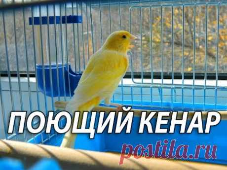А Вы когда нибудь видели как поёт канарейка? Пение канарейки.