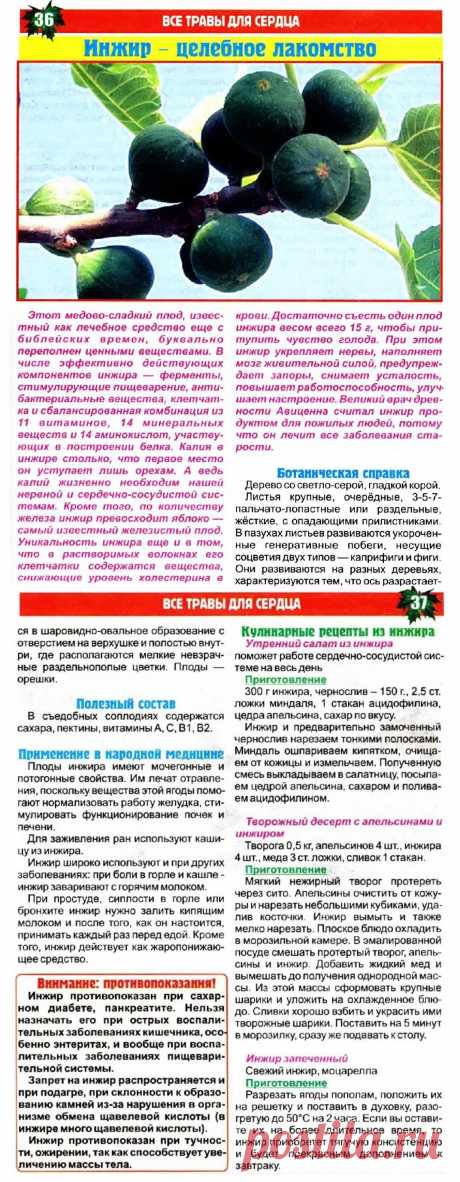 Инжир - целебное лакомство