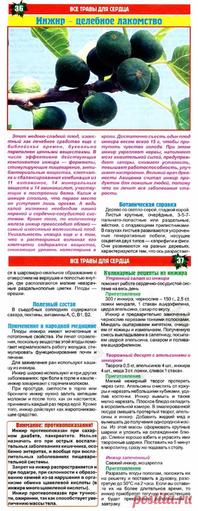 Инжир - целебное лакомство