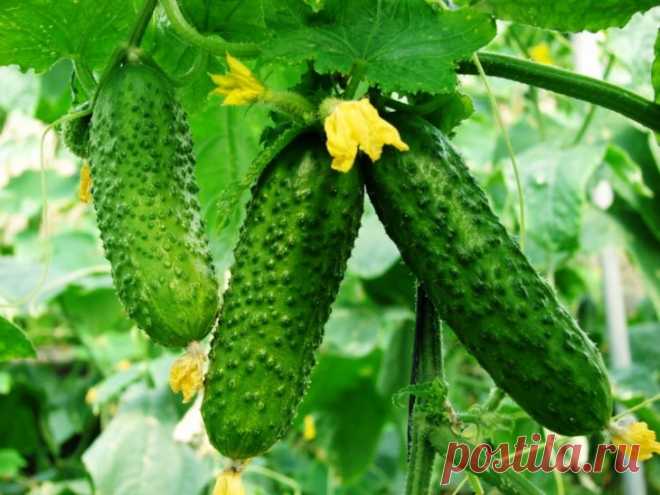 Растворы для хорошего урожая огурцов 🍃 — В РИТМІ ЖИТТЯ